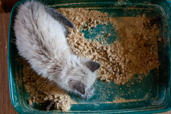 猫の太りすぎのクローズアップは 下を見下ろす自宅の箱の中のトイレに行こうとする病気の便秘 — ストック写真