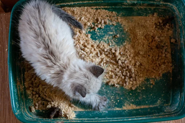 猫の太りすぎのクローズアップは 下を見下ろす自宅の箱の中のトイレに行こうとする病気の便秘 — ストック写真