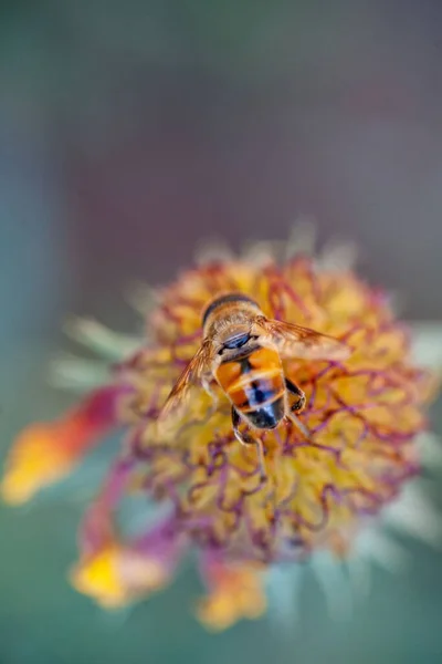 Цветок Желтого Одуванчика Senotainia Tricuspis Syrphidae — стоковое фото