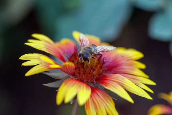 Hoverfly Yellow Senotainia Tricuspis Dandelion Flower Syrphidae — Stock Photo, Image