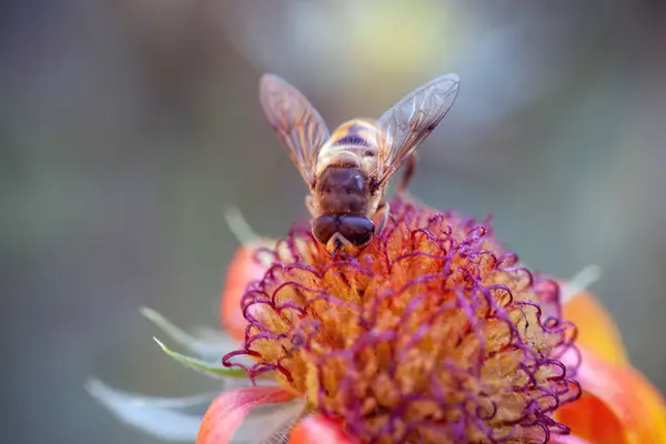 Цветок Желтого Одуванчика Senotainia Tricuspis Syrphidae — стоковое фото