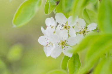 Çiçek açan kayısı makrosu dalları hafif açık mavi gökyüzü arka planına odaklanmış. Paskalya ve bahar tebrik kartları için doğanın soyut arkaplan çiçekli güzel bahar kartları