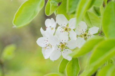Çiçek açan kayısı makrosu dalları hafif açık mavi gökyüzü arka planına odaklanmış. Paskalya ve bahar tebrik kartları için doğanın soyut arkaplan çiçekli güzel bahar kartları