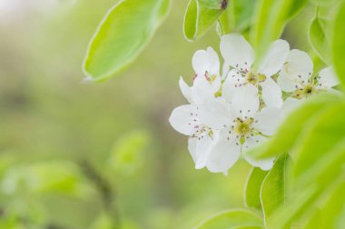 Çiçek açan kayısı makrosu dalları hafif açık mavi gökyüzü arka planına odaklanmış. Paskalya ve bahar tebrik kartları için doğanın soyut arkaplan çiçekli güzel bahar kartları