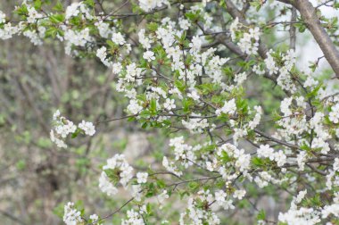 Çiçek açan kayısı makrosu dalları