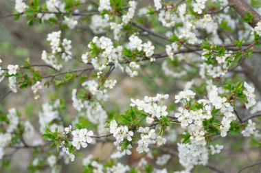 Çiçek açan kayısı makrosu dalları