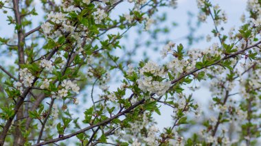 Çiçek açan kayısı makrosu dalları