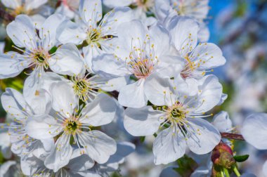 Çiçek açan kayısı makrosu dalları