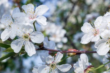 Çiçek açan kayısı makrosu dalları