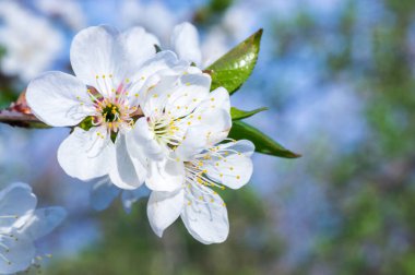 Çiçek açan kayısı makrosu dalları