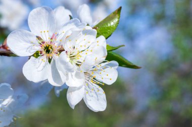 Çiçek açan kayısı makrosu dalları
