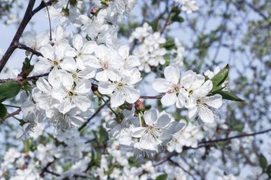 Çiçek açan kayısı makrosu dalları