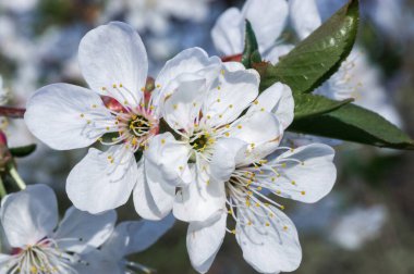 Çiçek açan kayısı makrosu dalları