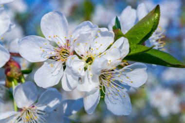 Çiçek açan kayısı makrosu dalları