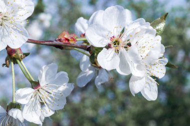 Çiçek açan kayısı makrosu dalları