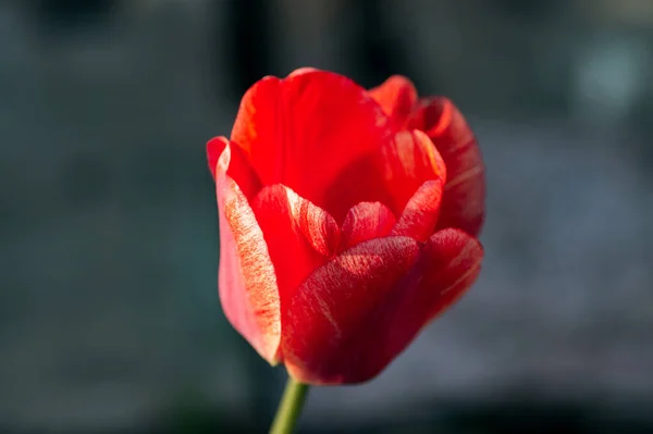 Groupe de tulipes colorées. fond coloré — Photo