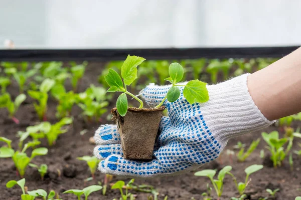 Petite plante de concombre — Photo