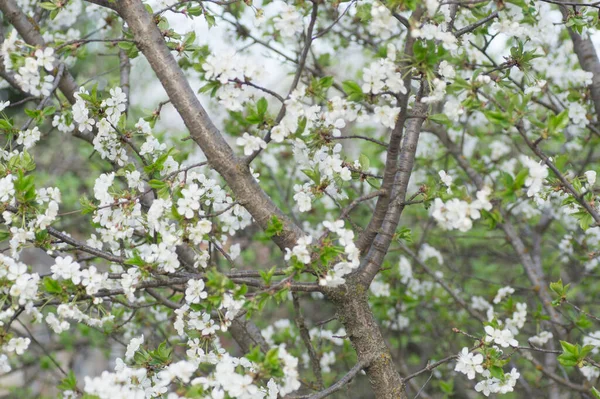 Gałęzie kwitnącego makra morelowego — Zdjęcie stockowe