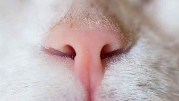 Kočky nos detailní up — Stock fotografie