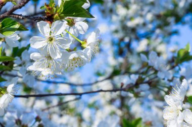 Çiçek açan kayısı makrosu dalları