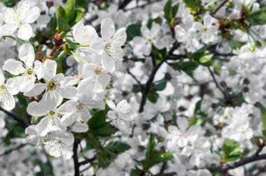Çiçek açan kayısı makrosu dalları