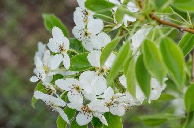 Çiçek açan kayısı makrosu dalları