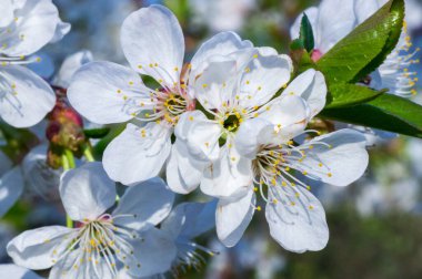 Çiçek açan kayısı makrosu dalları