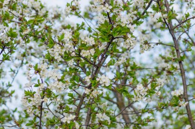 Çiçek açan kayısı makrosu dalları
