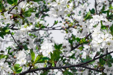 Çiçek açan kayısı makrosu dalları