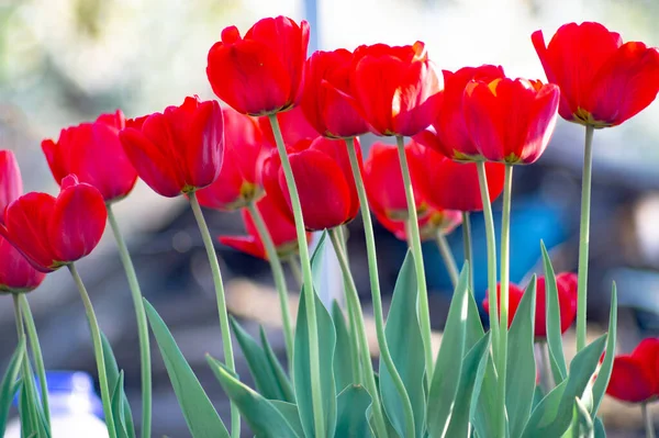 Group of colorful tulip. colorful background — Stock Photo, Image