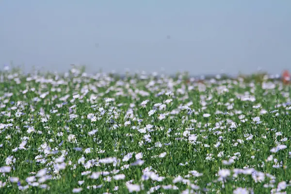 Background of blooming blue flax in a farm field — Stock Photo, Image