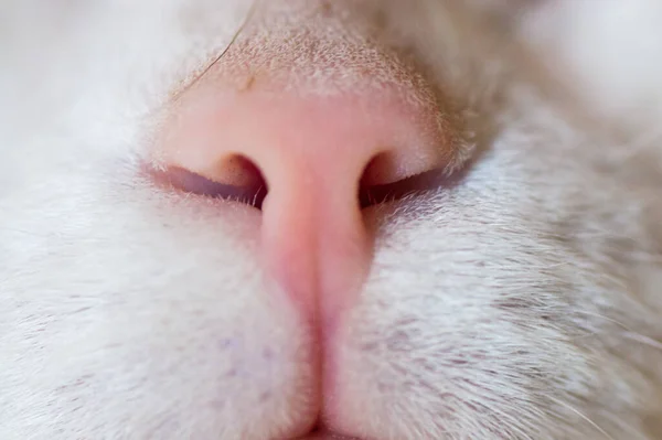 Cats nose closeup — Stock Photo, Image