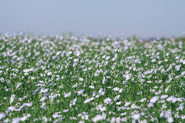 Background of blooming blue flax in a farm field — Stock Photo, Image