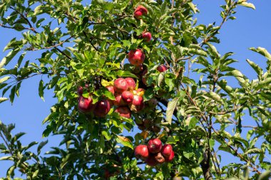 Elma dalında kırmızı elmalar