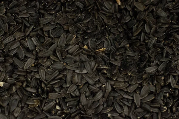 Semi di girasole nero, sfondo organico quadrato — Foto Stock