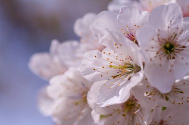 Kapalı kapılar ardında çiçek açan bir bahar ağacı.