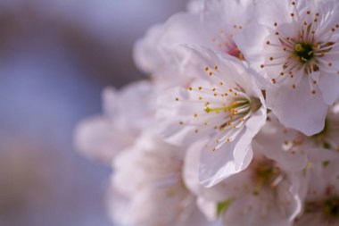 Kapalı kapılar ardında çiçek açan bir bahar ağacı.