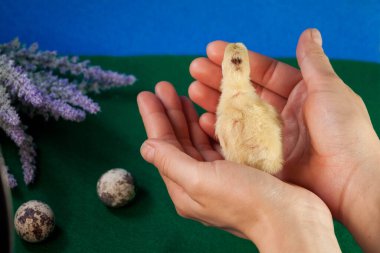 Yumurtadan yeni çıkmış küçük bıldırcın yavruları.