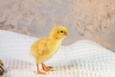 Yumurtadan yeni çıkmış küçük bıldırcın yavruları.