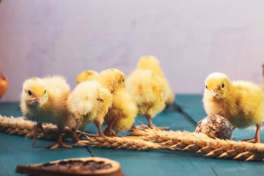 Yumurtadan yeni çıkmış küçük bıldırcın yavruları.