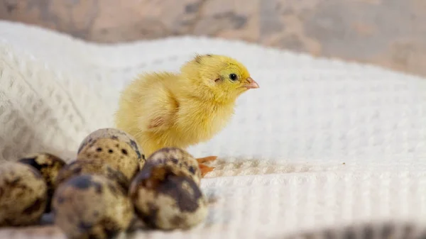 Pollitos de codorniz que acaban de nacer de un huevo — Foto de Stock
