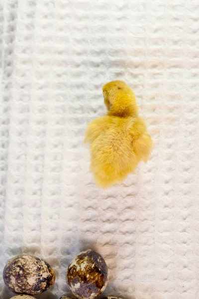 Malá křepelka, která se právě vylíhla z vajíčka — Stock fotografie