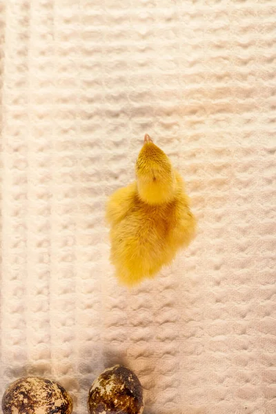 Pequenos pintos de codorniz que nasceram de um ovo — Fotografia de Stock