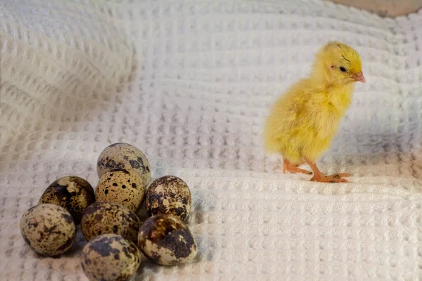 Små vaktelungar som precis kläckts ur ett ägg. — Stockfoto