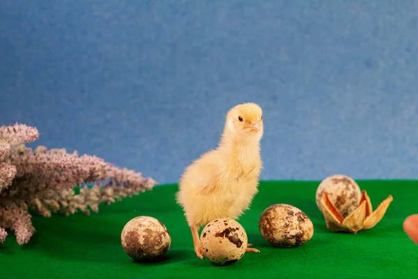 Winzige Wachtelküken, die gerade aus einem Ei geschlüpft sind — Stockfoto