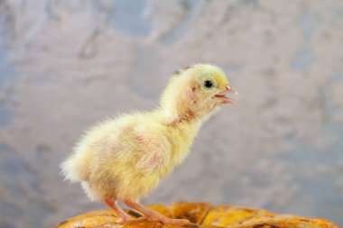 Yumurtadan yeni çıkmış küçük bıldırcın yavruları.