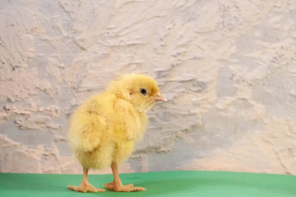 Tiny quail chicks that just hatched from an egg — Stock Photo, Image