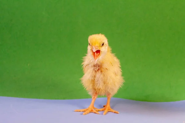 Tiny quail chicks that just hatched from an egg — Stock Photo, Image