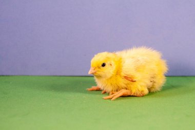 Yumurtadan yeni çıkmış küçük bıldırcın yavruları.