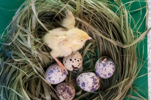 Μικρά ορτύκια που μόλις εκκολάφθηκαν από ένα αυγό — Φωτογραφία Αρχείου